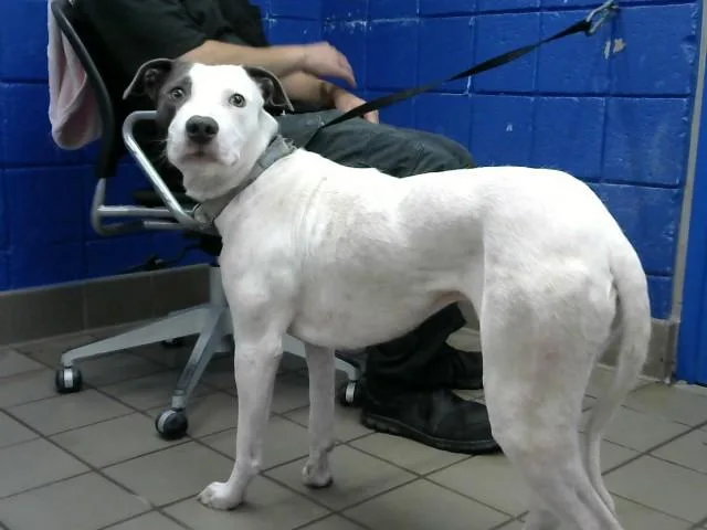 A young small-sized male Pit Bull Terrier dog named Bean for adoption in Albuquerque, NM