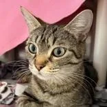 An adult medium-sized female Tabby (Brown / Chocolate) Domestic Short Hair cat named Lefty for adoption in Lansing, MI