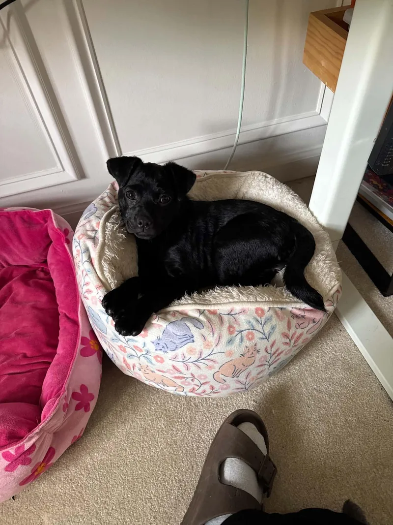 A baby small-sized female Pug dog named Bobbie for adoption in Newport, KY