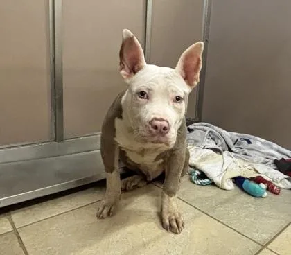 An adult extra large-sized male Mixed Breed dog named Snuffy for adoption in Honolulu, HI