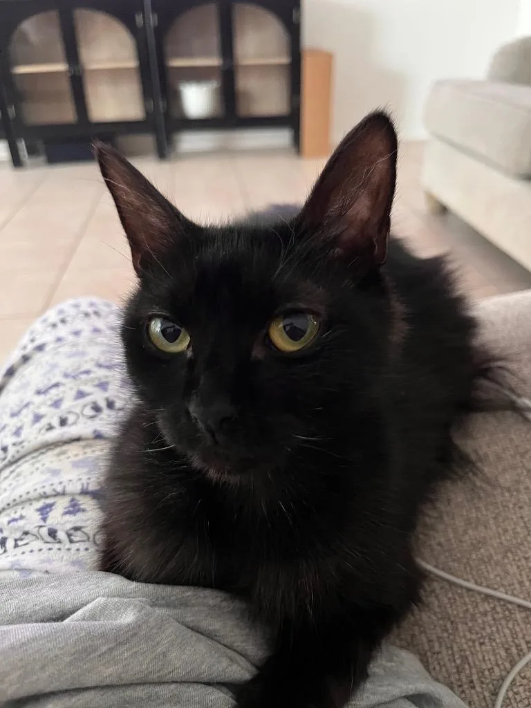 A young medium-sized female Domestic Medium Hair cat named Penny for adoption in San Antonio, TX