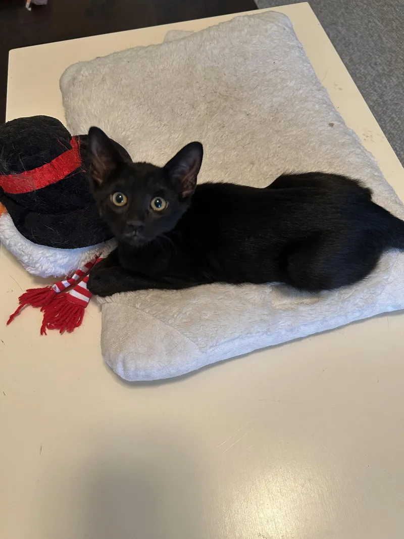 A baby medium-sized female Black Tabby cat named Naomi for adoption in MONTGOMERY, TX