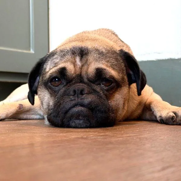 An adult small-sized male Yellow / Tan / Blond / Fawn Pug dog named Chulo for adoption in Alvin, TX