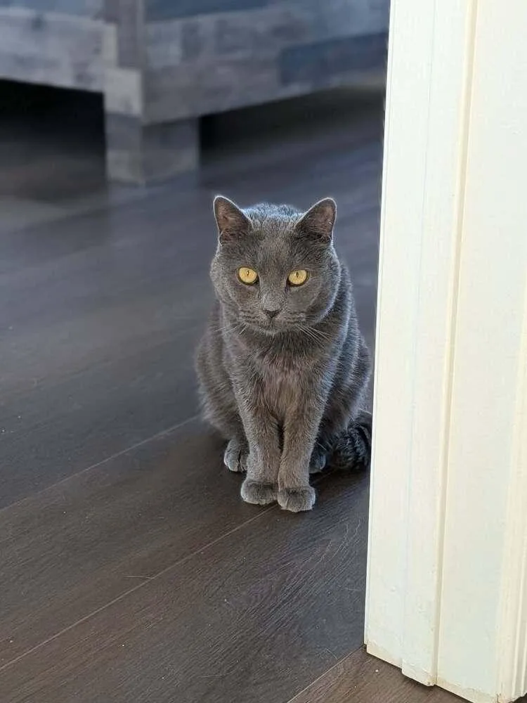An adult medium-sized male Gray / Blue / Silver Domestic Short Hair cat named Aros Orchard for adoption in Mount Laurel, NJ