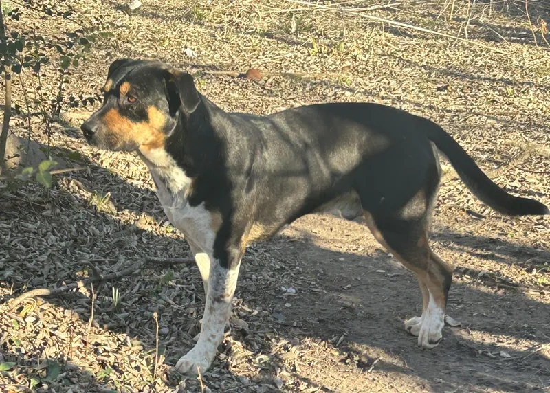 An adult large-sized male Tricolor (Brown, Black, & White) Rottweiler dog named Emmett Otter for adoption in Ladonia, TX
