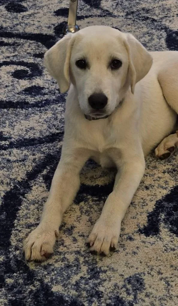 A young large-sized female White / Cream Labrador Retriever dog named Aurora for adoption in Lincoln, NE