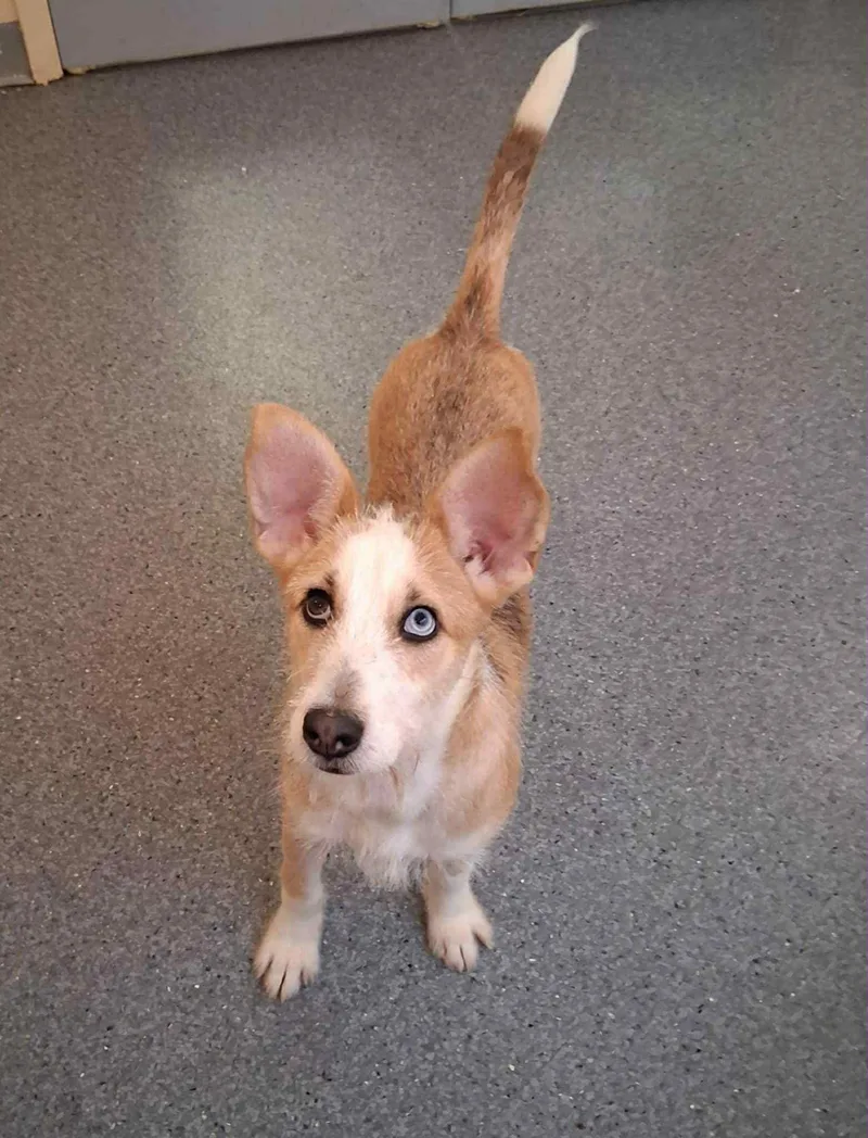 An adult medium-sized female Wire Fox Terrier dog named Ginger for adoption in Covington, VA