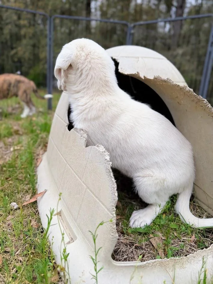 Jean Louise thumbnail 2