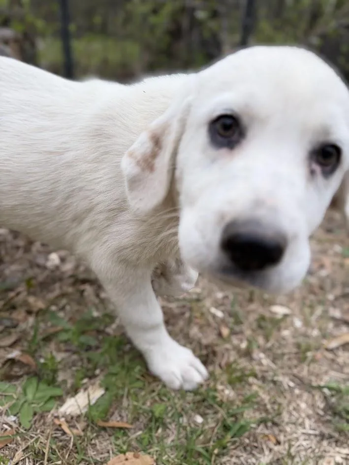 Jean Louise thumbnail 4