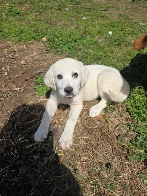 Jean Louise thumbnail 6