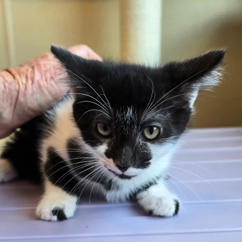 A baby small-sized female Black Domestic Short Hair cat named Ruby for adoption in Madisonville, TN
