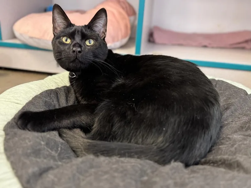 A baby small-sized male Black Domestic Short Hair cat named Jack O' Lantern for adoption in Cary, NC