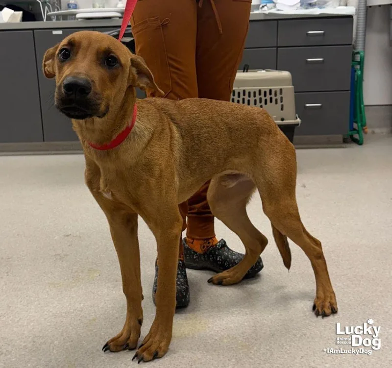 Scrappy Doo