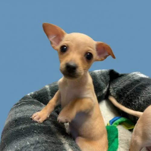 Mitchell thumbnail 2