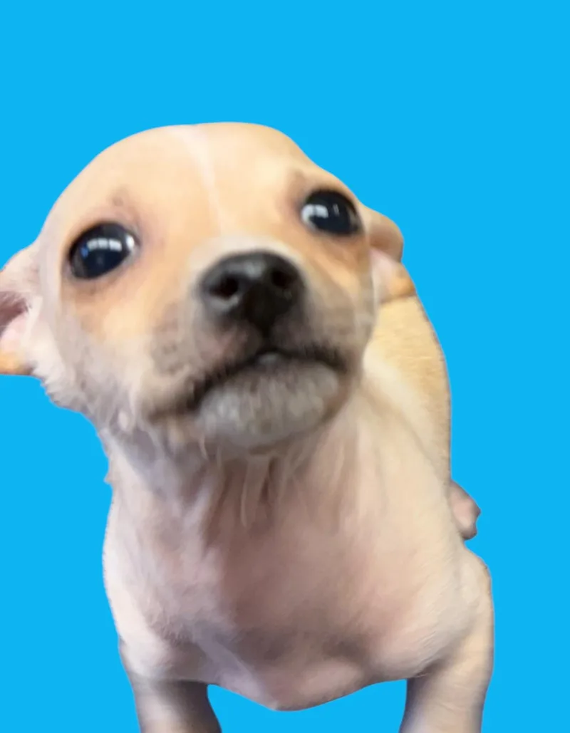 Mitchell thumbnail 3