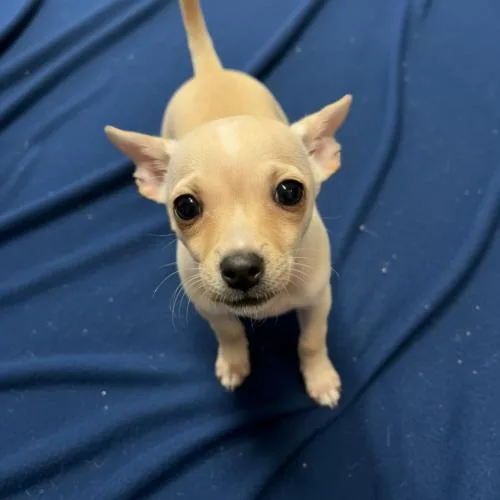 Mitchell thumbnail 4