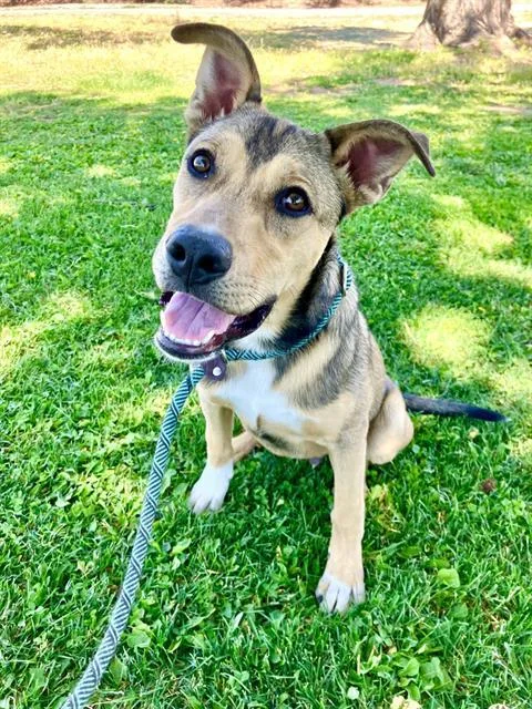 A young small-sized male German Shepherd Dog dog named Eddie for adoption in Albuquerque, NM