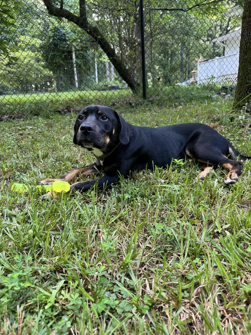 A young medium-sized male Black Mixed Breed dog named Baron for adoption in Hillsborough, NJ