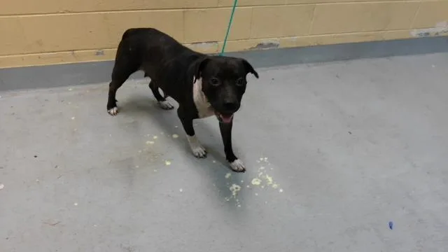 An adult medium-sized female Pit Bull Terrier dog named Freya for adoption in Tulsa, OK