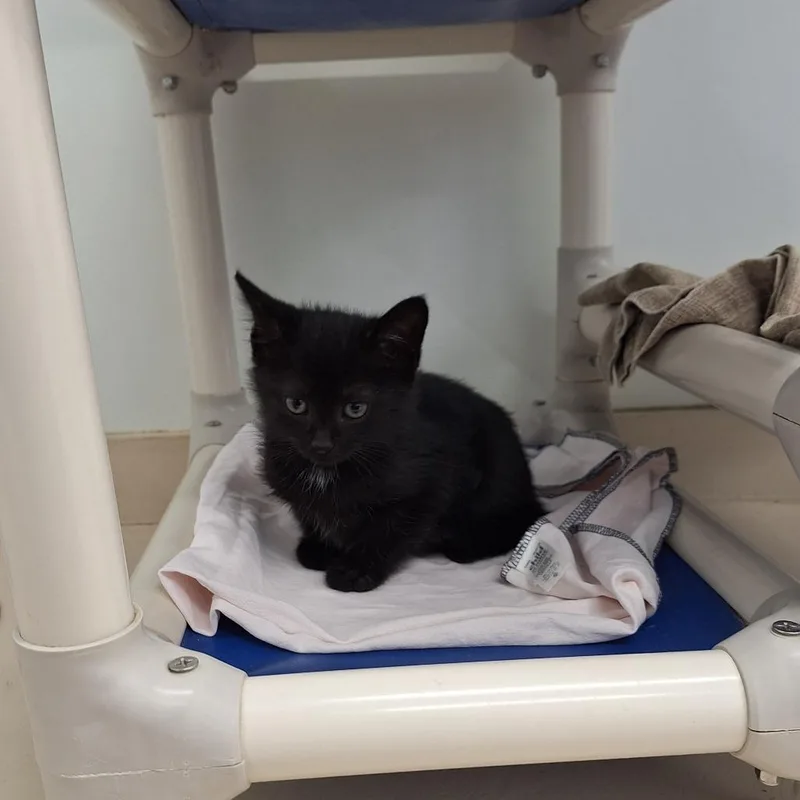 A baby small-sized male Black Domestic Short Hair cat named Ghost Pepper for adoption in Delaware, OH