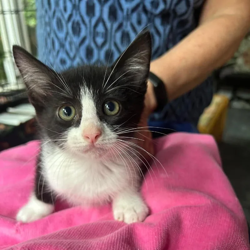 A baby small-sized male Black Domestic Short Hair cat named Charlie for adoption in Bastrop, TX