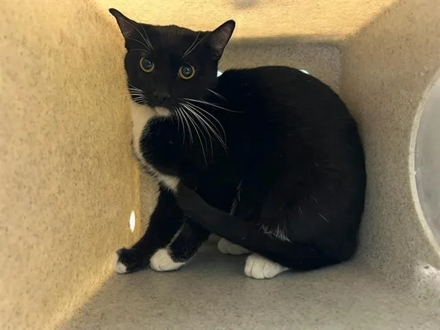 A young medium-sized female Domestic Short Hair cat named Leia for adoption in Lancaster, CA