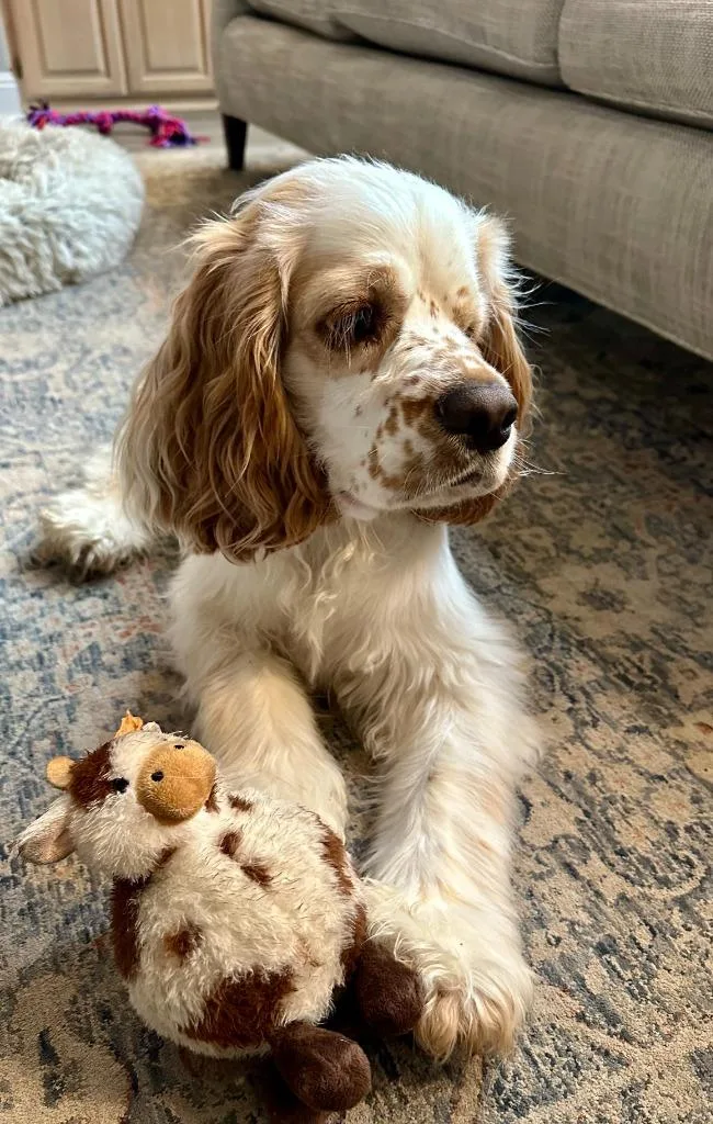 A young small-sized male Cocker Spaniel dog named Trapper for adoption in Austin, TX