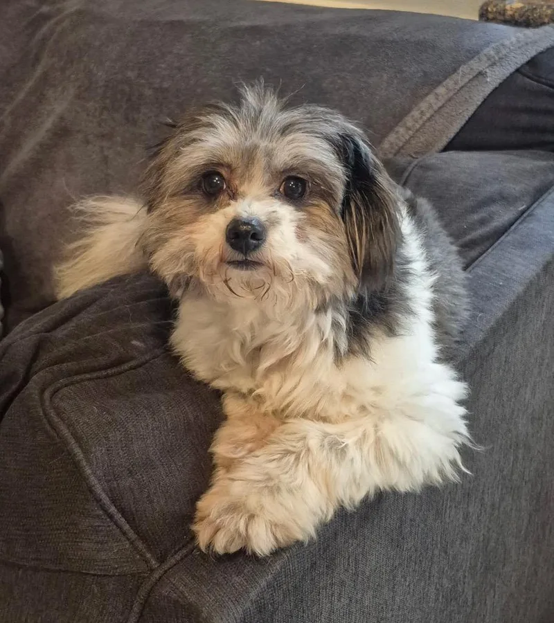 Panda Bear thumbnail 2