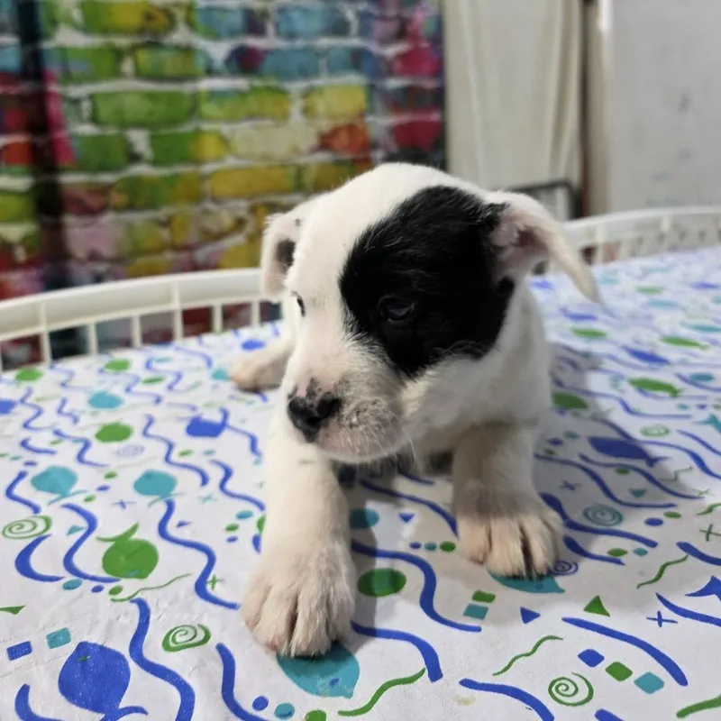 Raspberry thumbnail 2