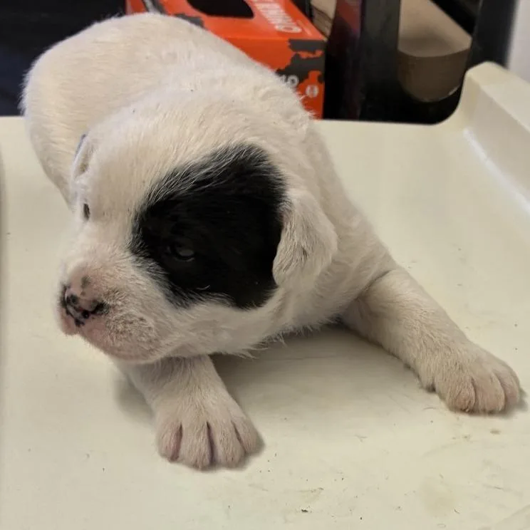 Raspberry thumbnail 3