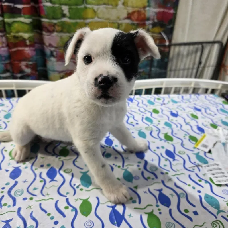 Raspberry thumbnail 4