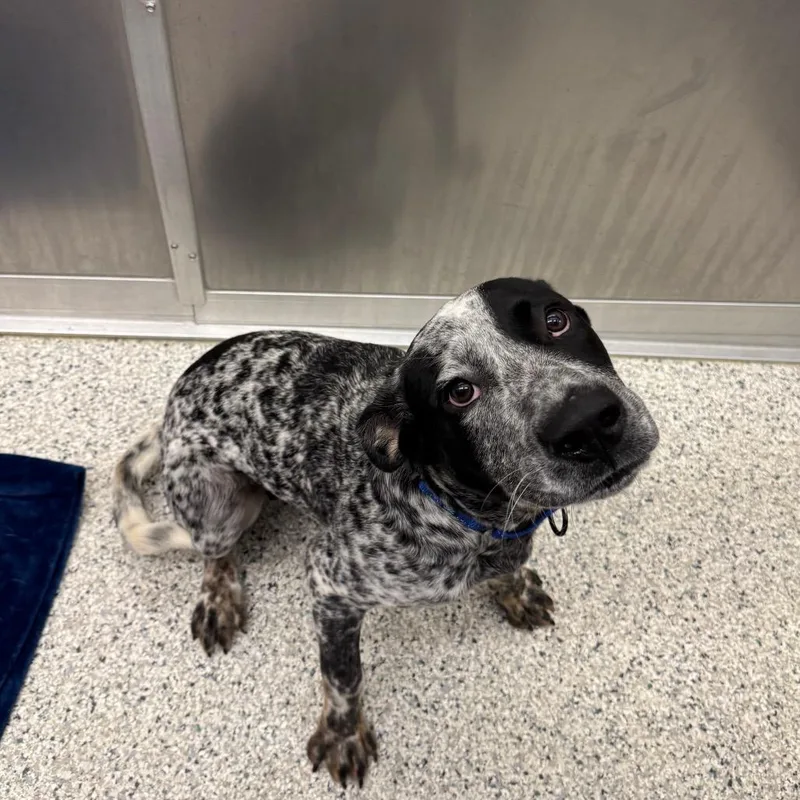 A young medium-sized male Black Australian Cattle Dog / Blue Heeler dog named Captain for adoption in Wilmington, DE