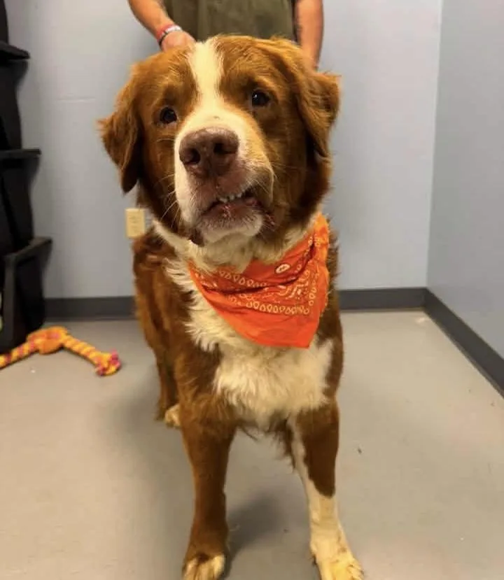 A senior large-sized male Red / Chestnut / Orange Collie dog named Kj for adoption in Zanesville, OH