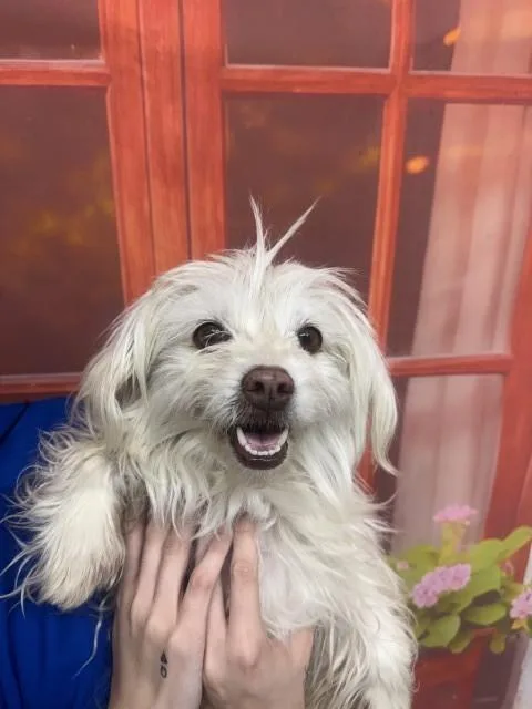 A young small-sized female Maltese dog named Gemma for adoption in San Bernardino, CA
