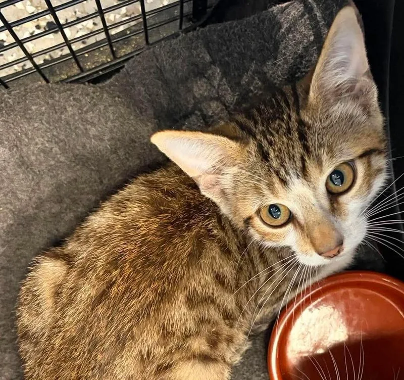 A baby medium-sized male Domestic Short Hair cat named Donovan for adoption in Republic, MO