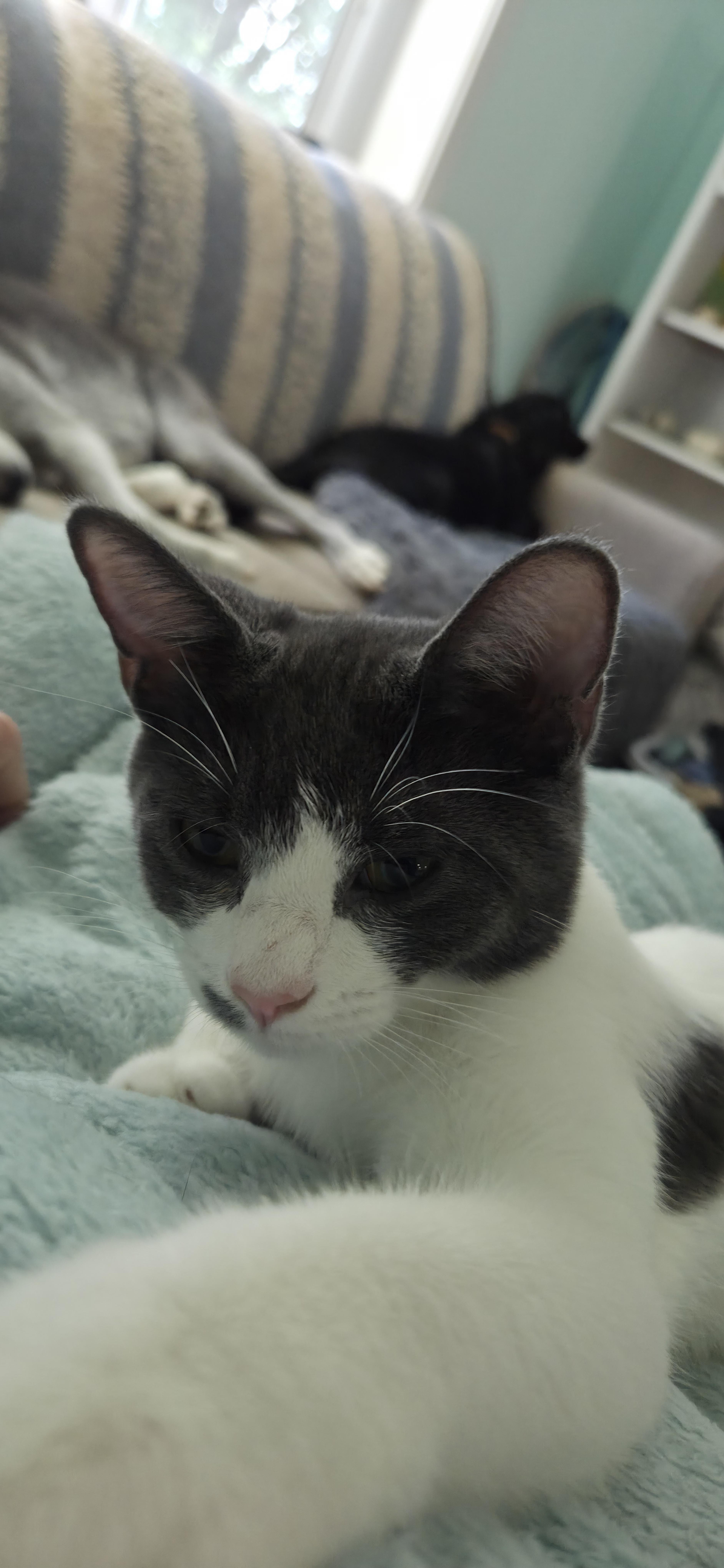 Nova