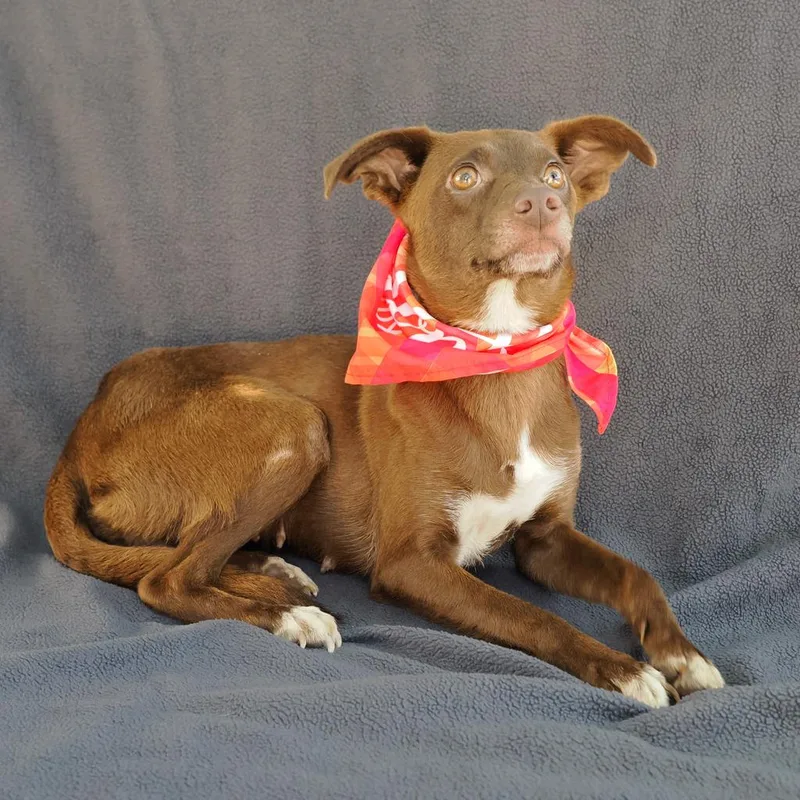 An adult small-sized female Brown / Chocolate Chihuahua dog named Hazelnut for adoption in Point Richmond, CA