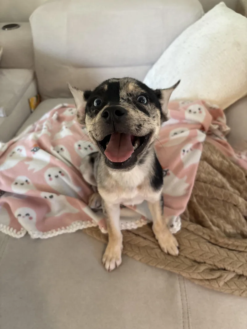 A baby small-sized male Husky dog named Kodiak for adoption in Discovery Bay, CA
