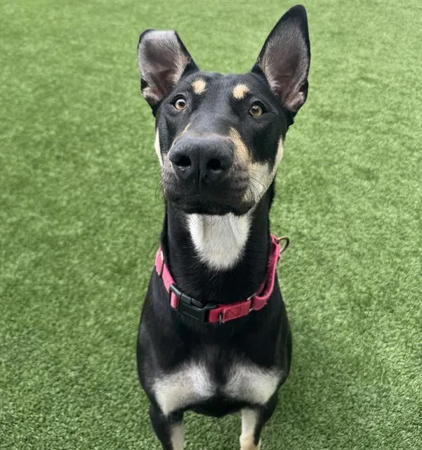 A young large-sized male Mixed Breed dog named Skipper for adoption in Palmetto, FL