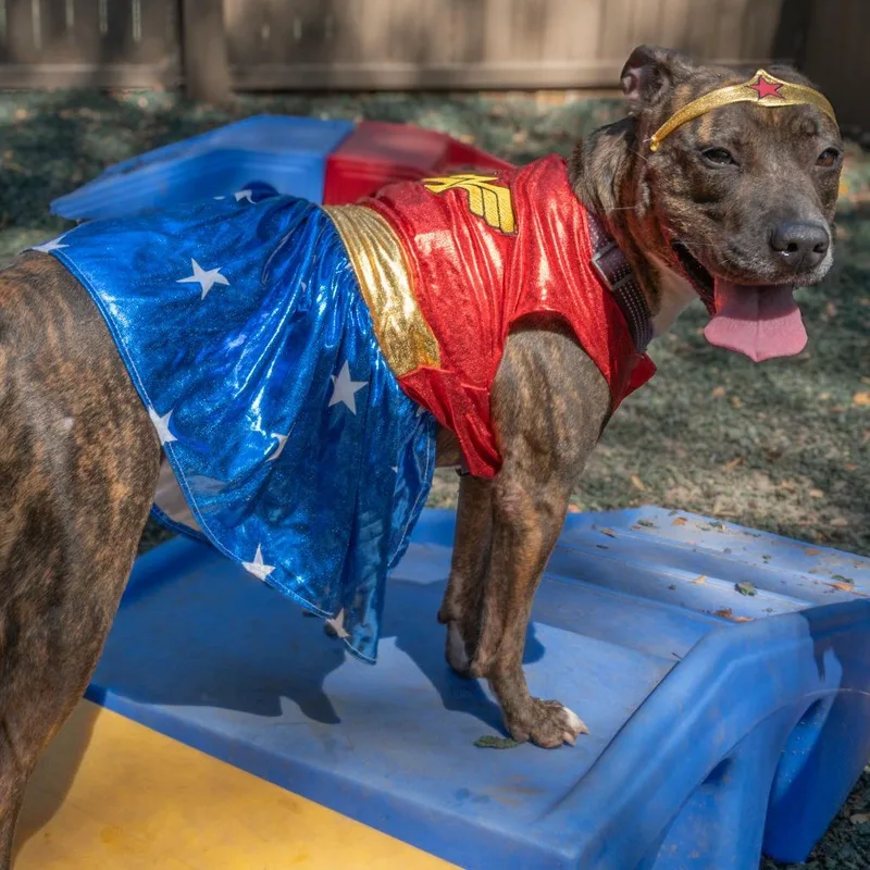 An adult medium-sized female Brindle Mixed Breed dog named Lemon Pepper for adoption in Decatur, GA