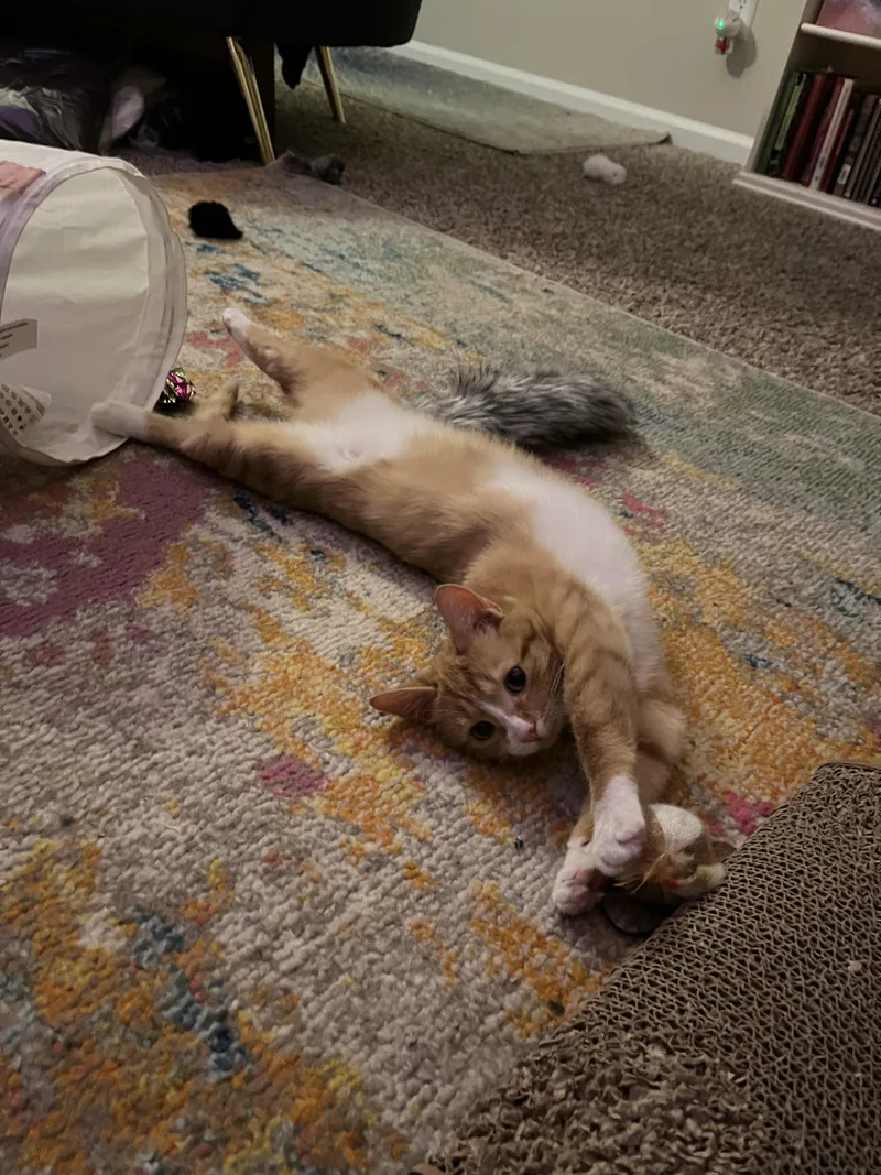 A young large-sized male Domestic Short Hair cat named Franzipan for adoption in Davidson, NC