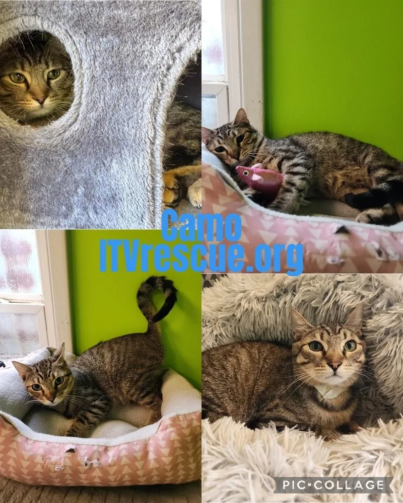 An adult medium-sized male Brown / Chocolate Domestic Short Hair cat named Camo for adoption in Evansville, IN
