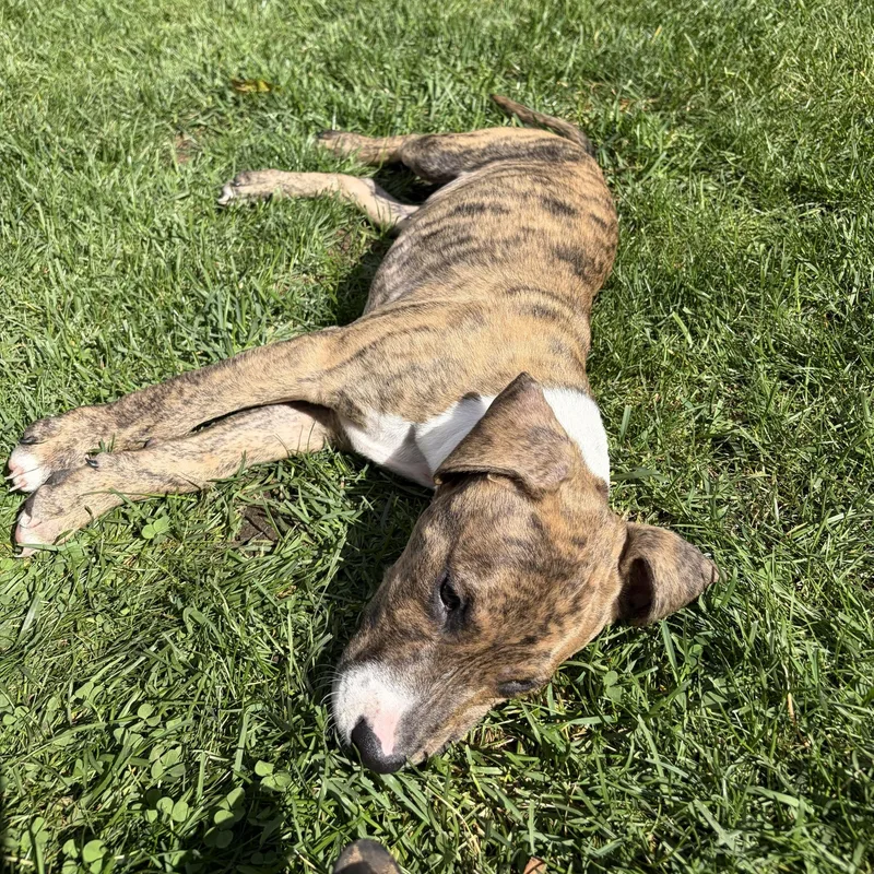 A baby medium-sized male Mixed Breed dog named Peri for adoption in Alma, MI