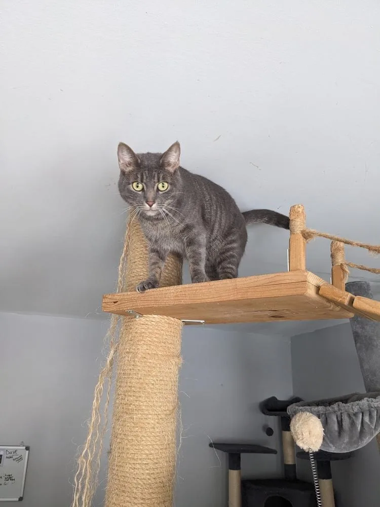 An adult large-sized female Gray / Blue / Silver Domestic Short Hair cat named Luna for adoption in Lewisburg, TN