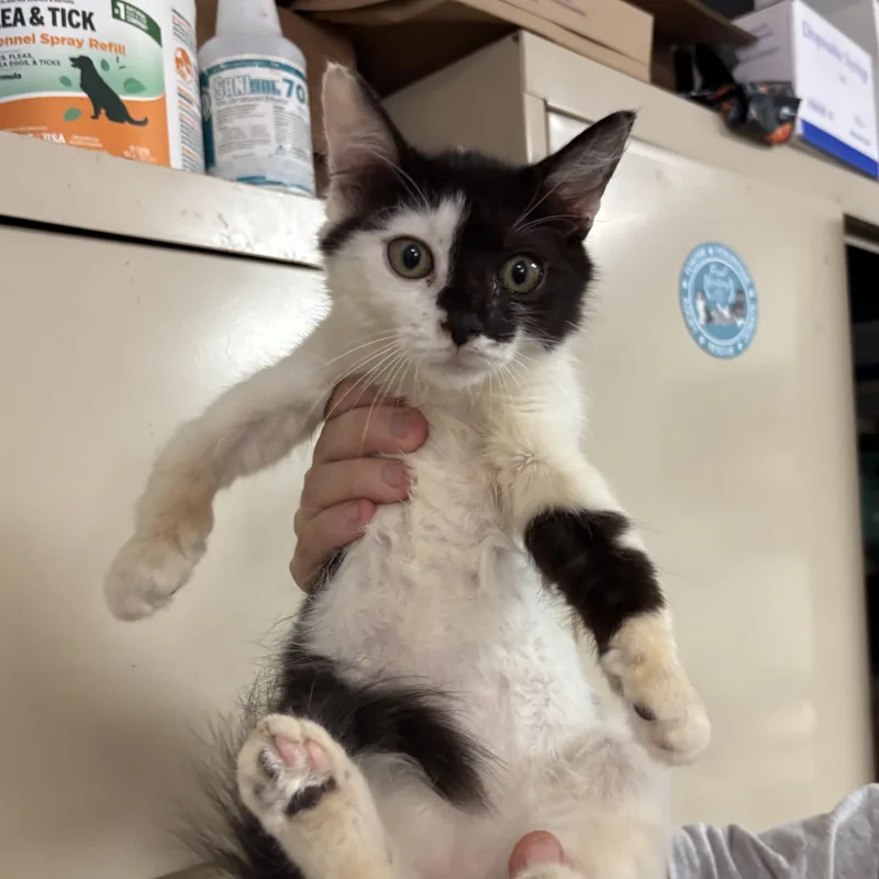 A baby medium-sized male Domestic Medium Hair cat named Prince Eric for adoption in Columbia, SC