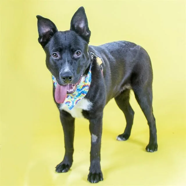 An adult medium-sized male Labrador Retriever dog named Marshall for adoption in St. Louis, MO