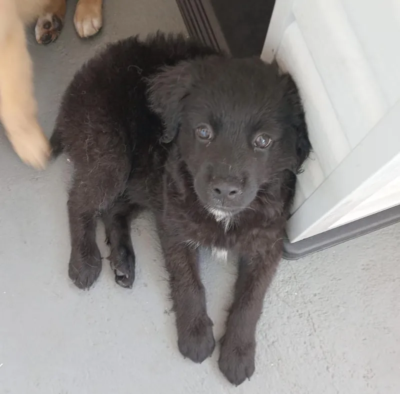 Simba