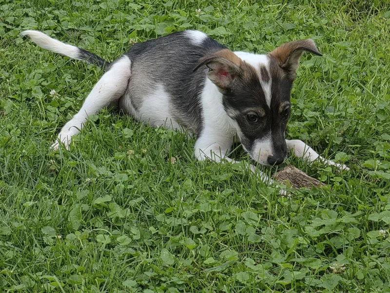 A baby medium-sized female Collie dog named Harper for adoption in Marine City, MI