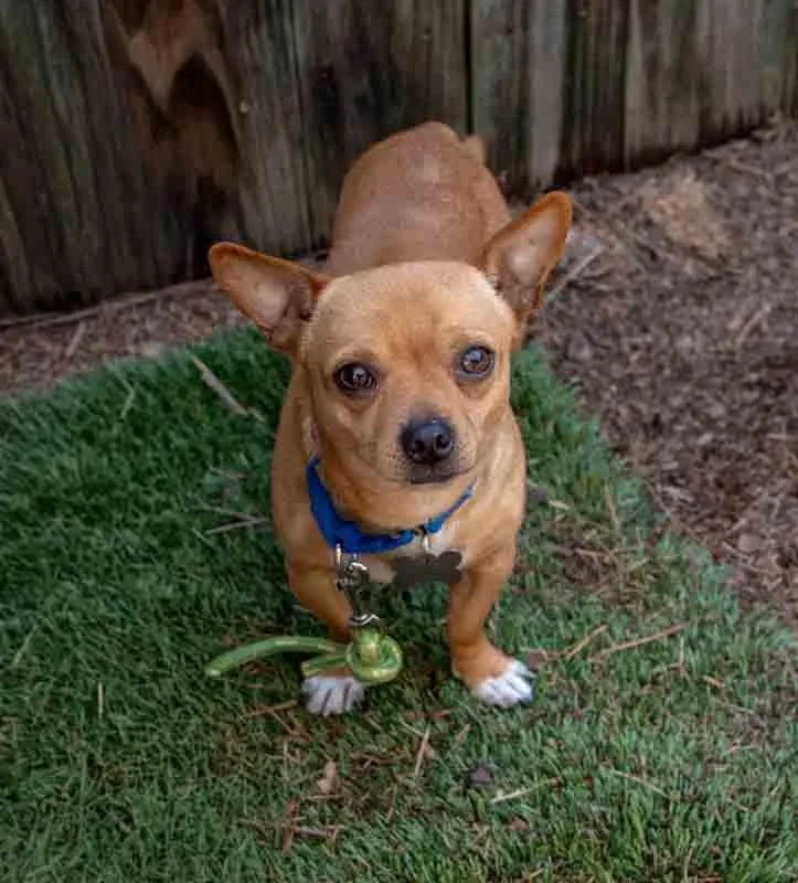 An adult small-sized male Chihuahua dog named Justin for adoption in Kennesaw, GA