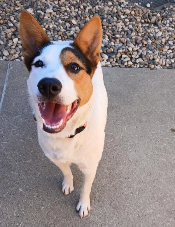A young large-sized male Australian Shepherd dog named Reef for adoption in Sioux City, IA